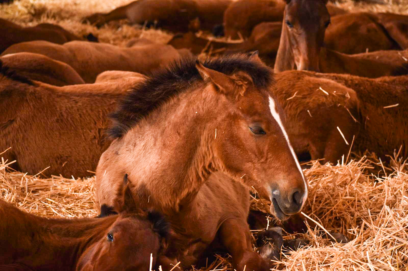 Young Lusitano foals resting on straw at the Alter Real stud farm in Alter do Chão