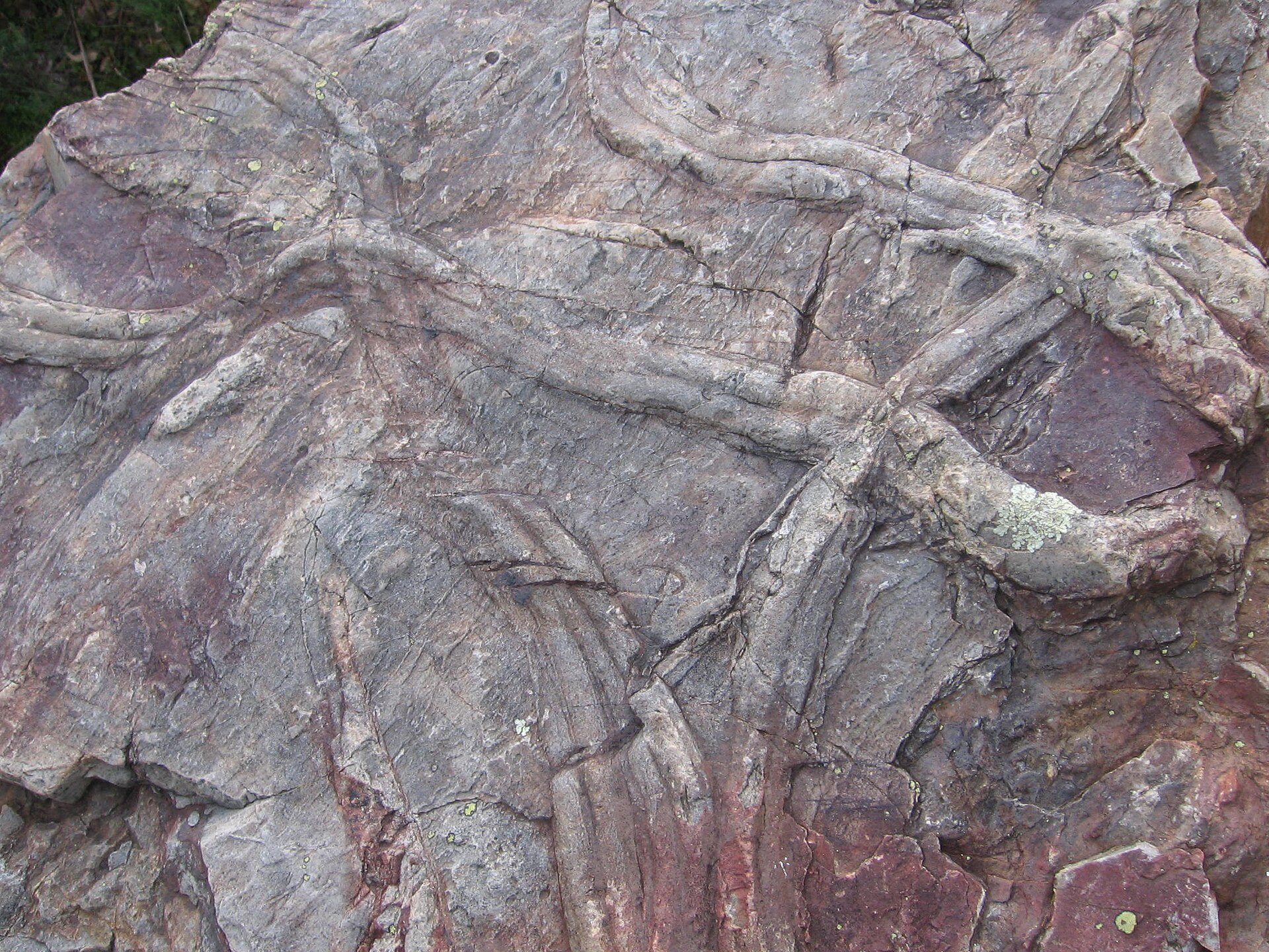 Cruziana trace fossils at Penha Garcia (photo: CorreiaPM, Wikimedia Commons, public domain)